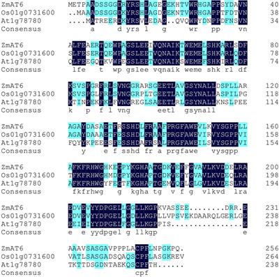 A Maize ZmAT6 Gene Confers Aluminum Tolerance via Reactive Oxygen Species Scavenging